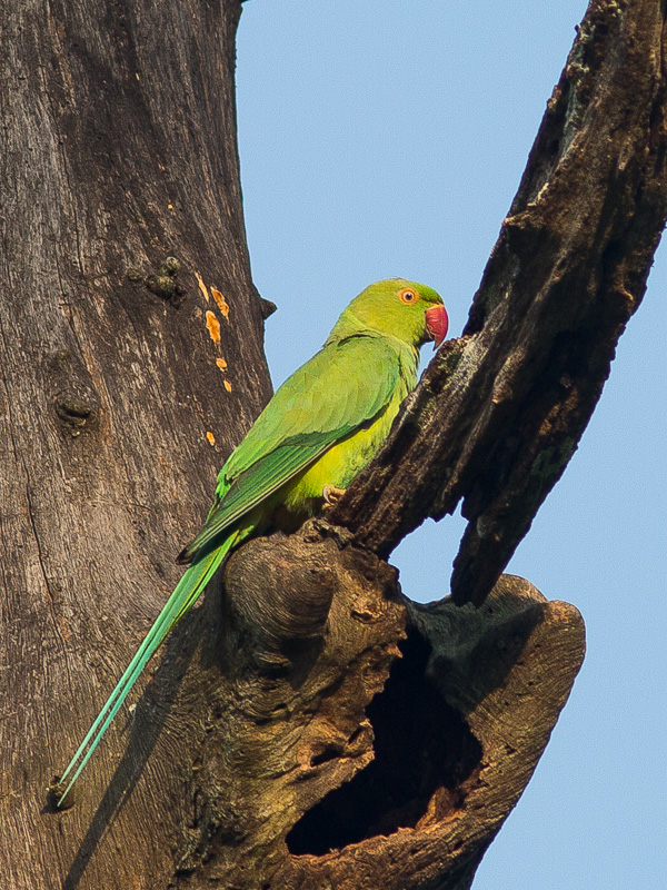 Rose Ringed Parakeet Tremarctos