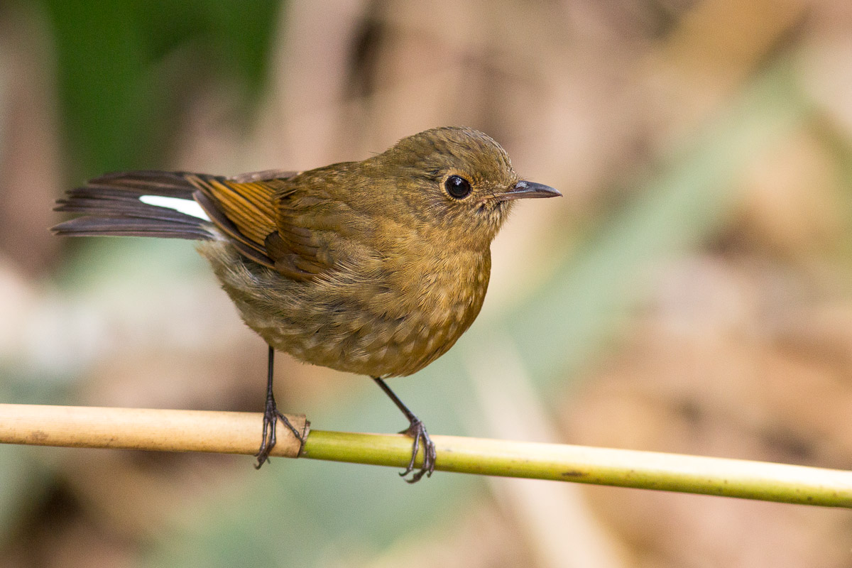 White-tailed Robin (Cinclidium leucurum)