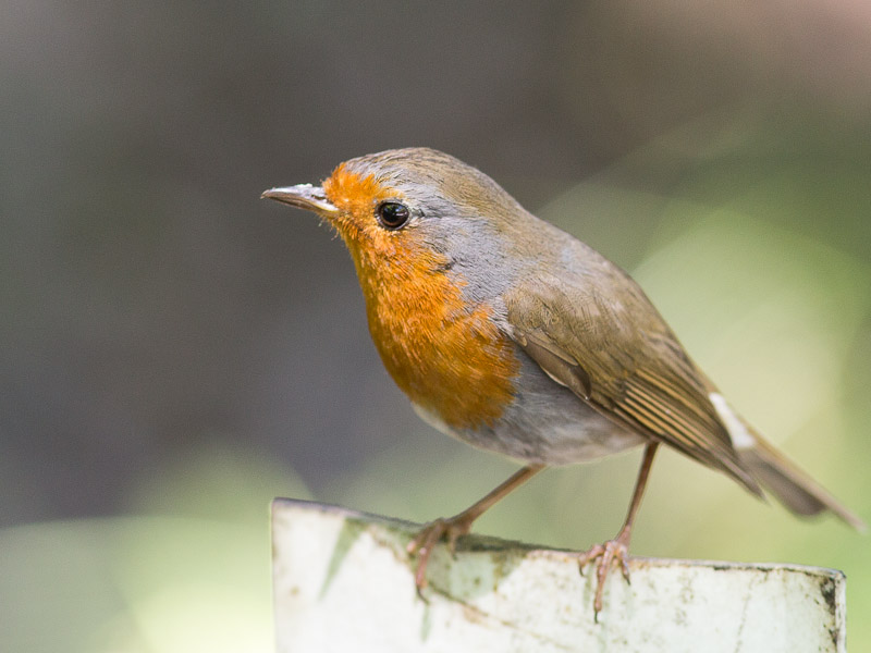 European Robin Erithacus Rubecula