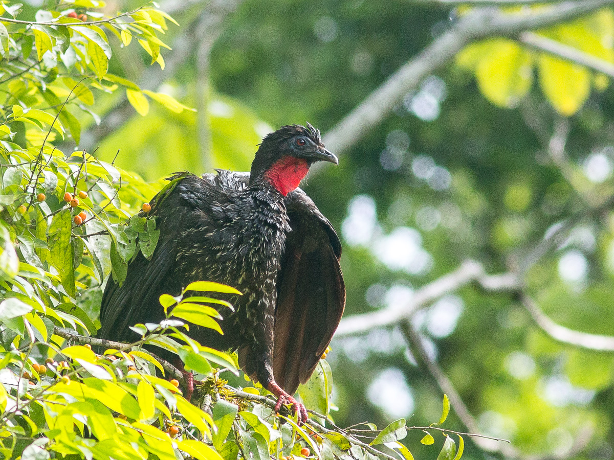 crested-guan-tremarctos