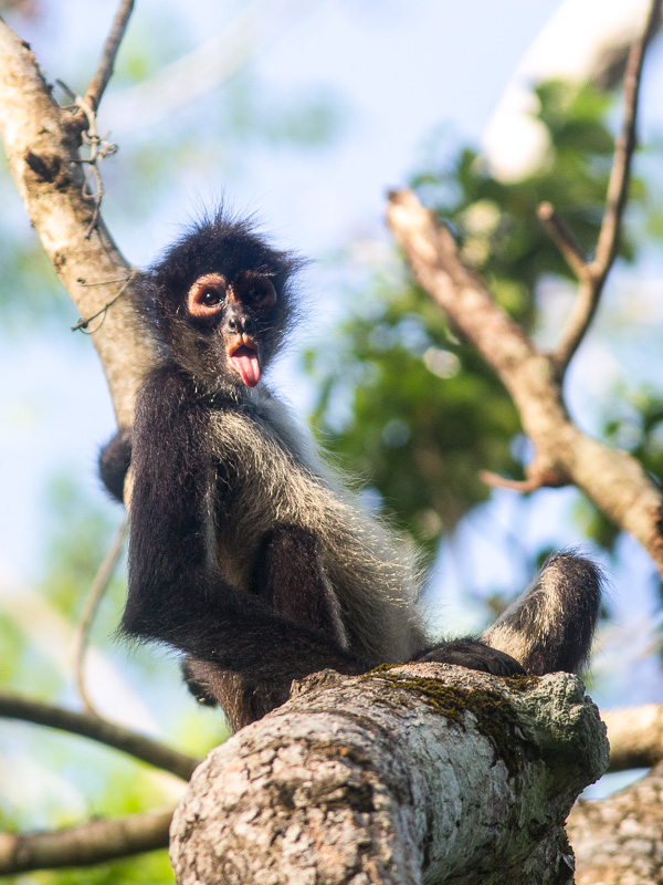 spider monkey teddy