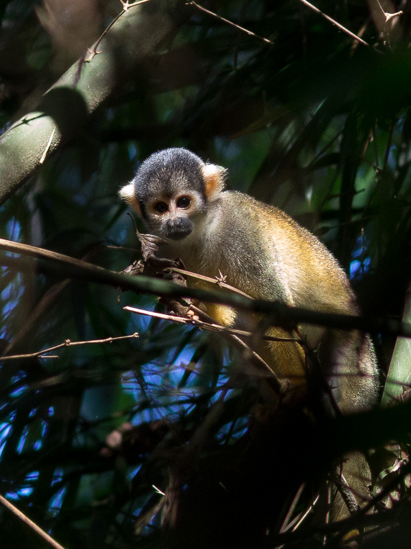 wild republic squirrel monkey