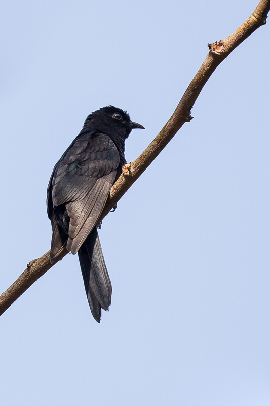 Black Cuckoo - Tremarctos