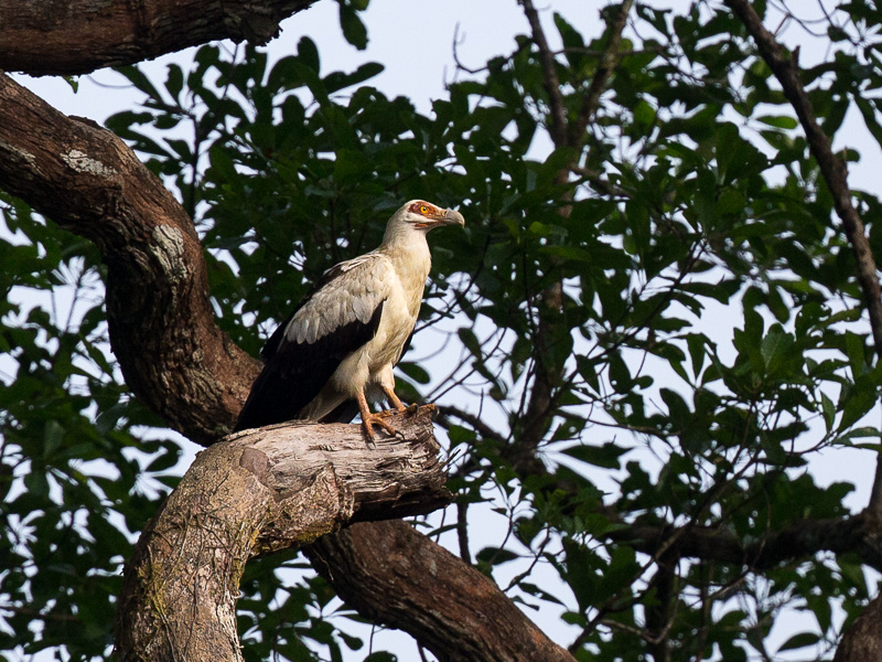 Palm Nut Vulture - TREMARCTOS