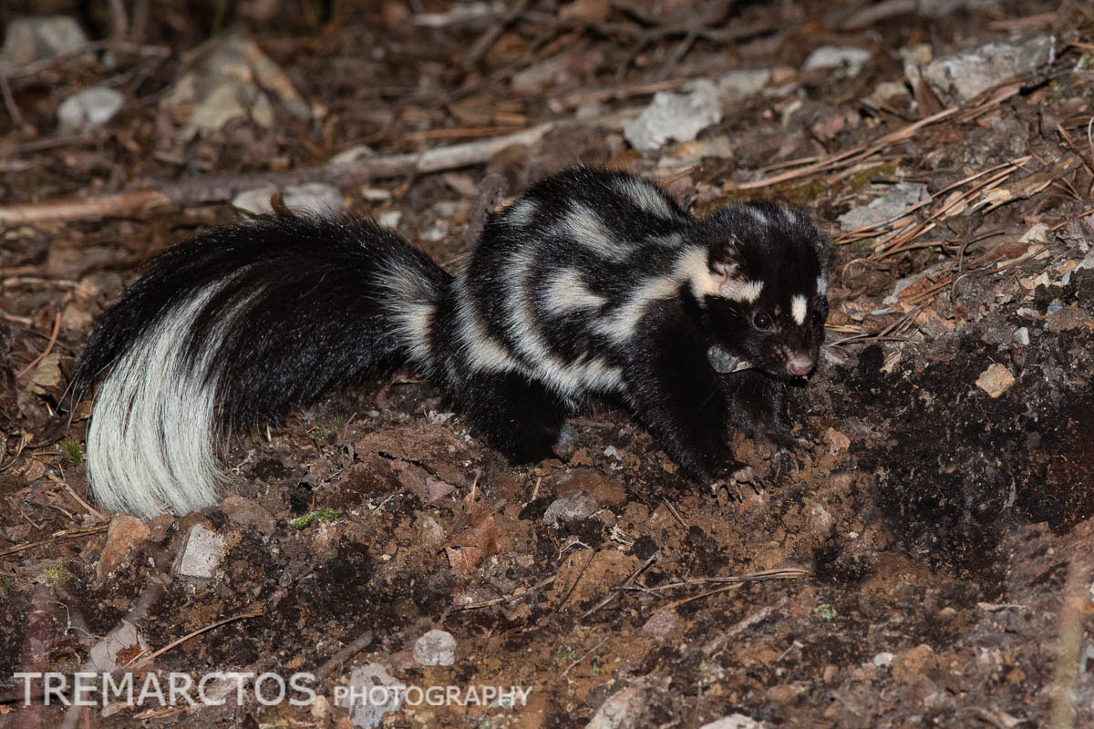 Eastern Spotted Skunk - TREMARCTOS