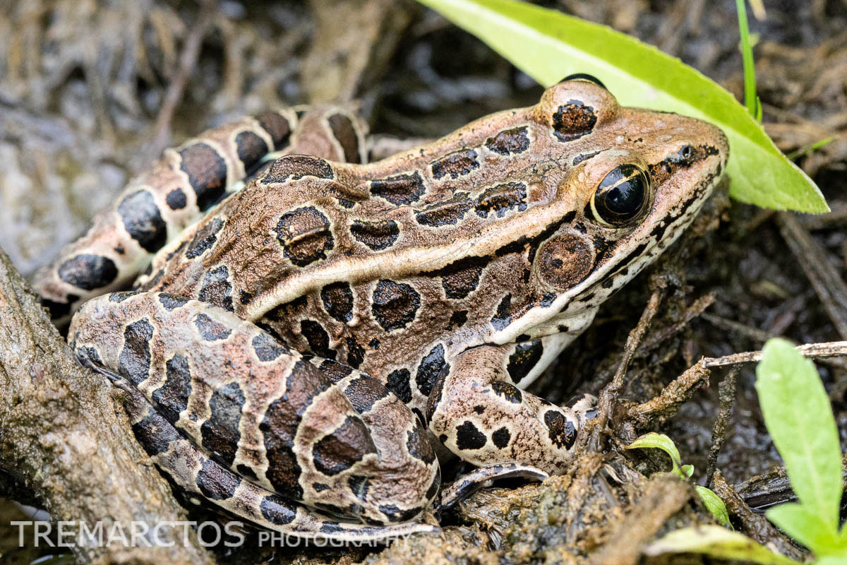 Northern Leopard Frog Tremarctos