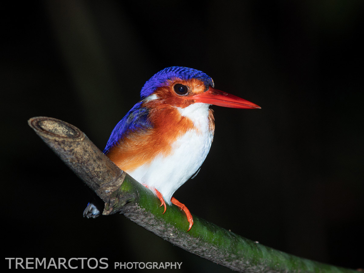 White Bellied Kingfisher Tremarctos