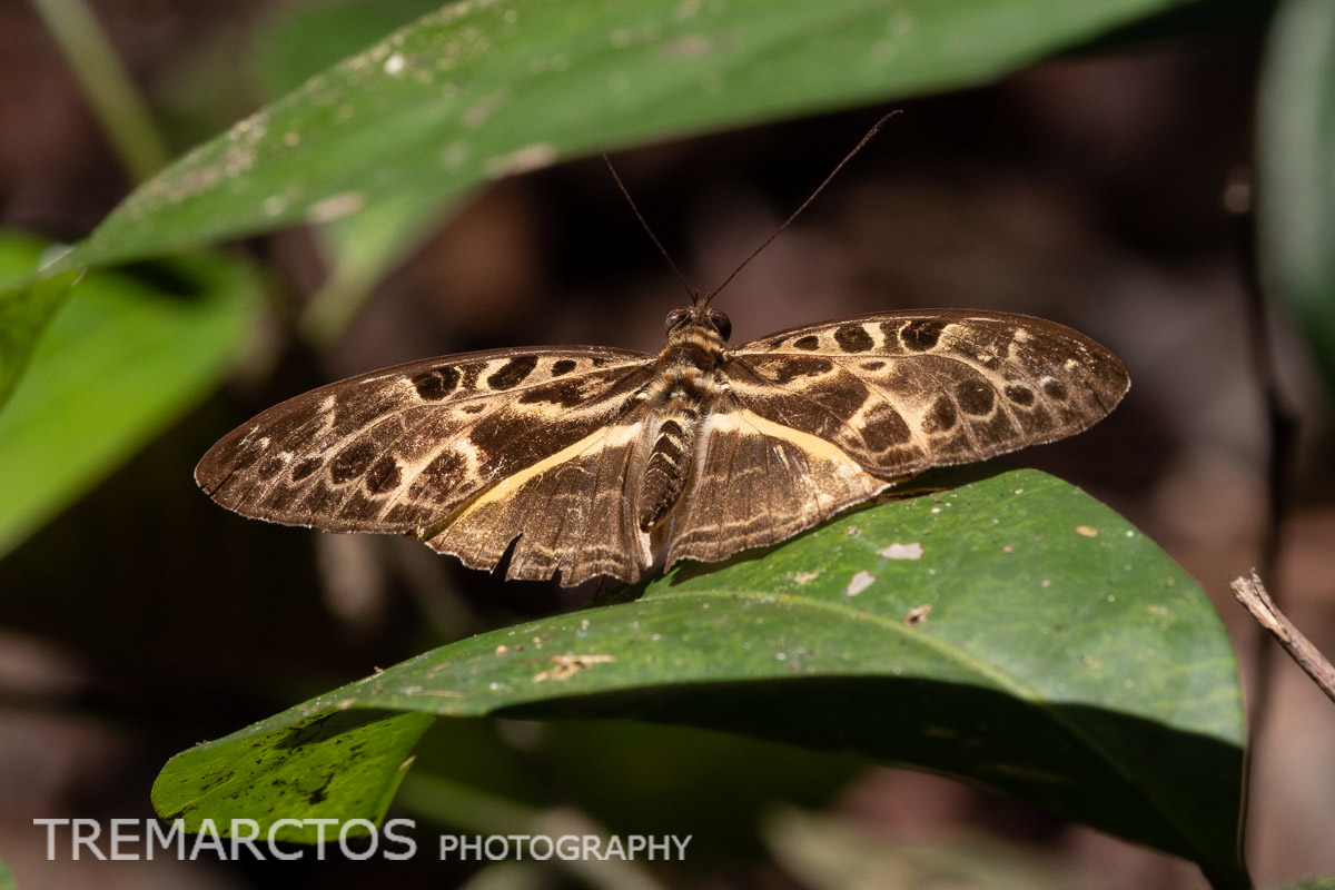 Pathfinder Butterfly - TREMARCTOS