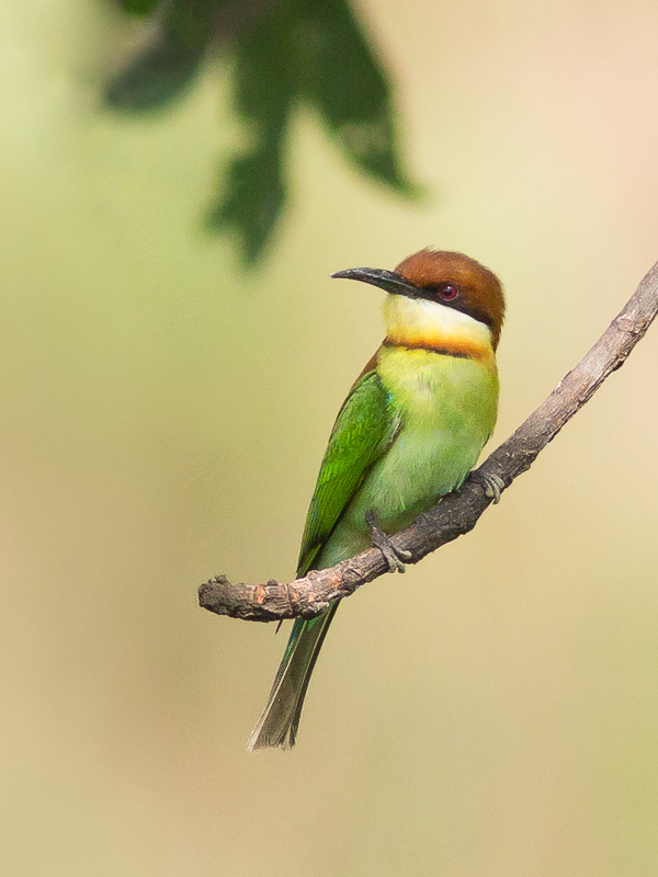 Chestnut-headed Bee-eater (Merops leschenaulti)