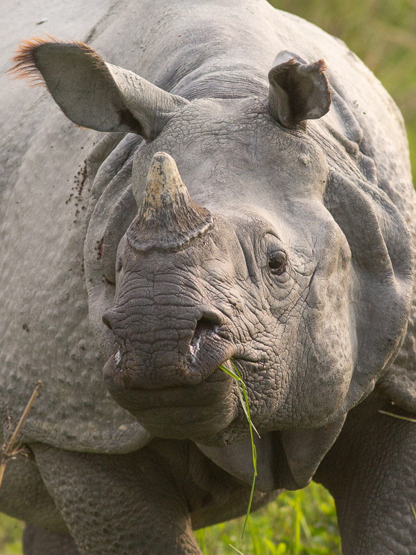 Indian Rhino (Rhinoceros unicornis)