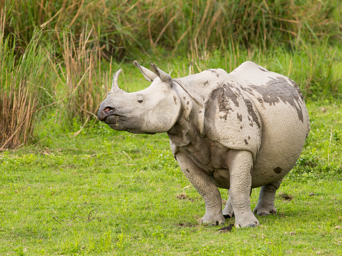 indian rhinoceros meaning