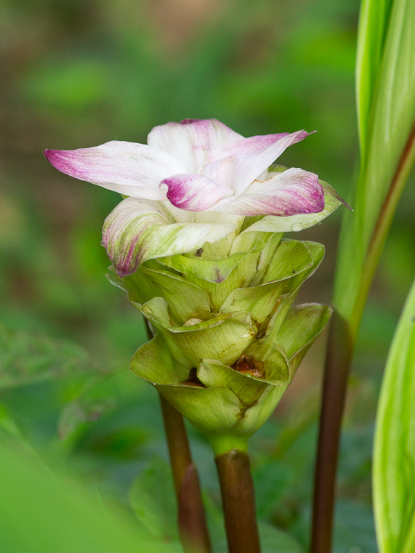 Wild Tumeric Curcuma Aromatica