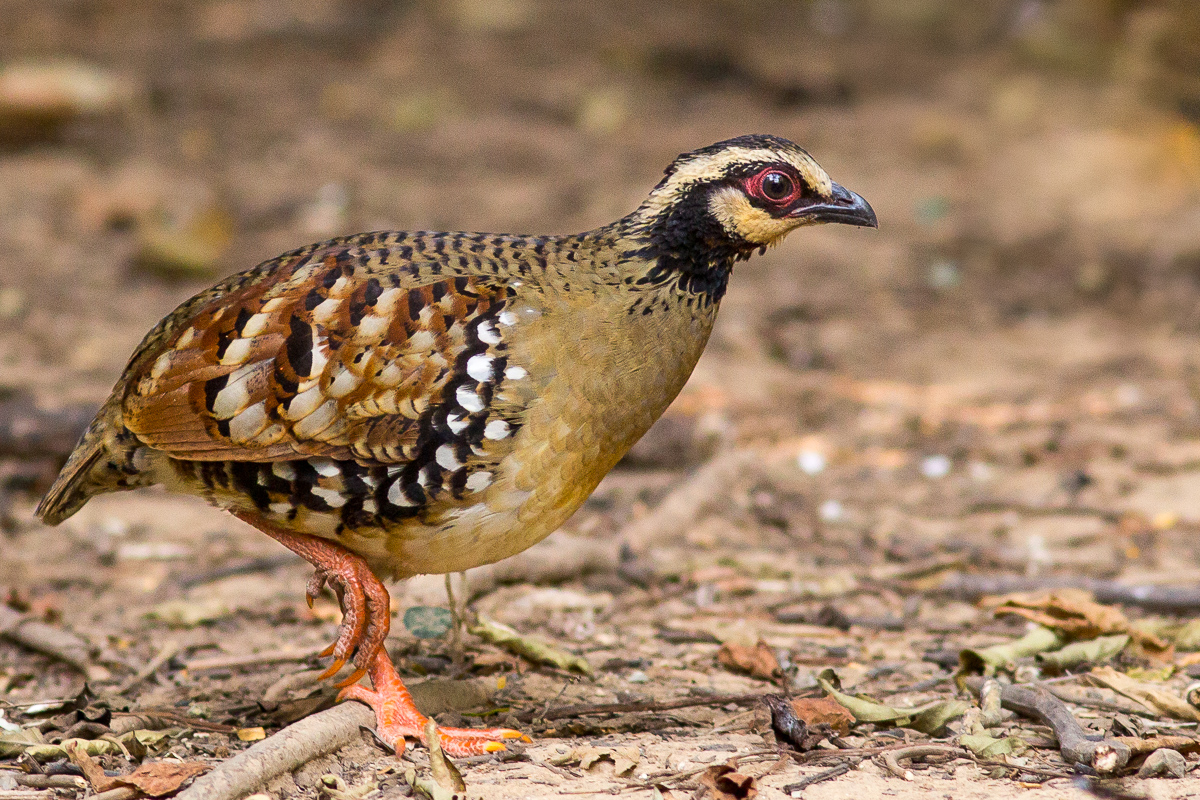 Bar-backed Partridge (Arborophila brunneopectus)