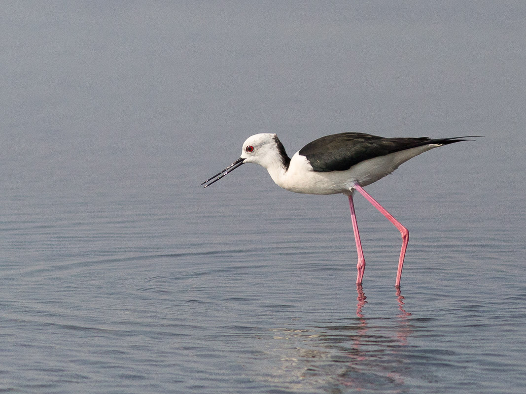 Black-winged Stilt (Himantopus himantopus)