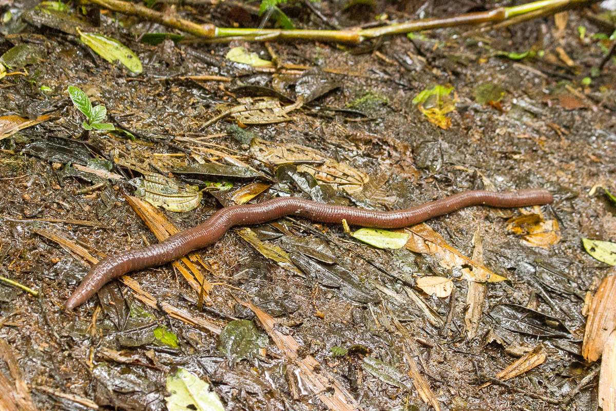 download largest earthworm in the world
