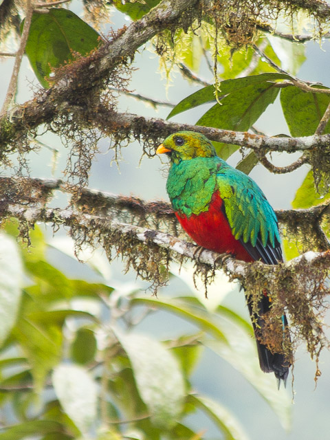 Golden-headed Quetzal (Pharomachrus Auriceps)