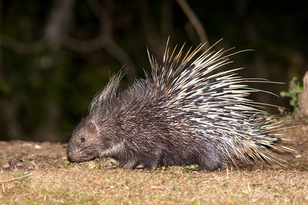 Malayan Porcupine Hystrix Brachyura