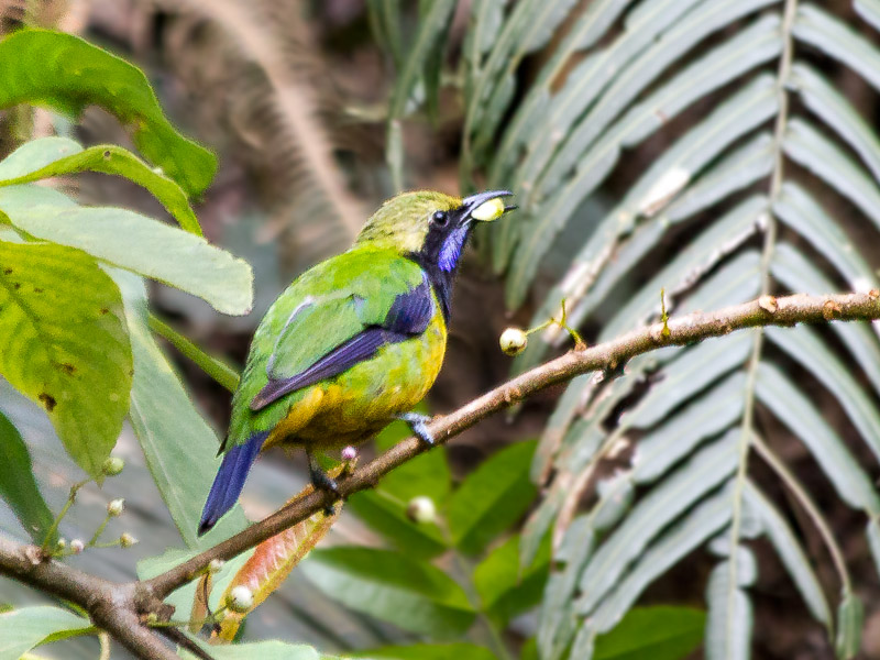 Orange-bellied Leafbird (Chloropsis hardwickii) - TREMARCTOS