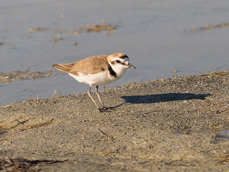 Kentish Plover (Charadrius alexandrinus)