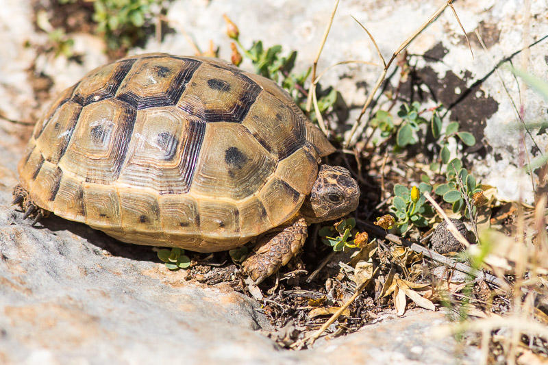 Spur-thighed Tortoise (Testudo graeca)