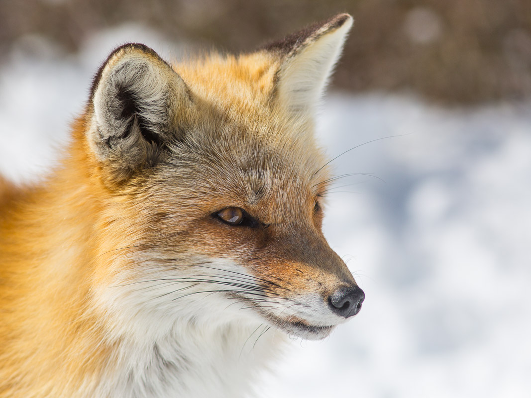 Red fox фото