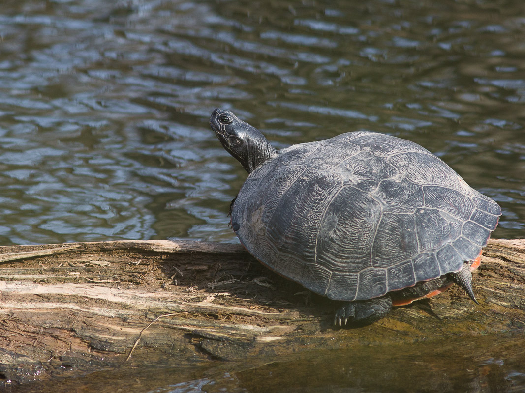 American Red-bellied Turtle (Pseudemys rubriventris)