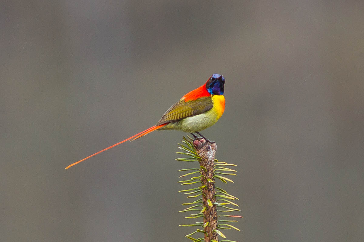 Fire-tailed Sunbird - TREMARCTOS