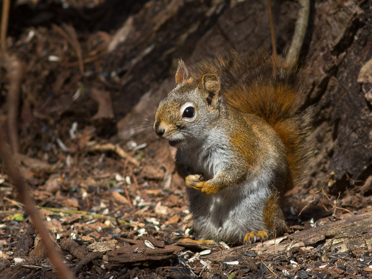 American Red Squirrel - Tremarctos