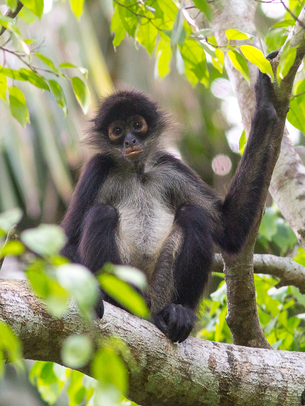 Geoffroy's Spider Monkey - TREMARCTOS