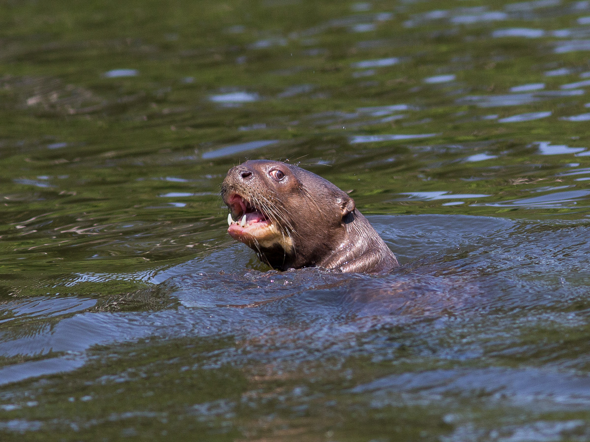 Giant Otter - TREMARCTOS