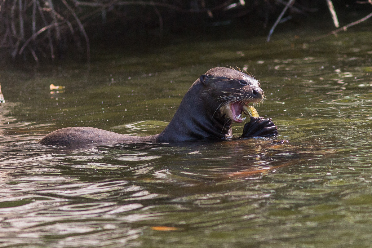 Giant Otter with Fish - TREMARCTOS