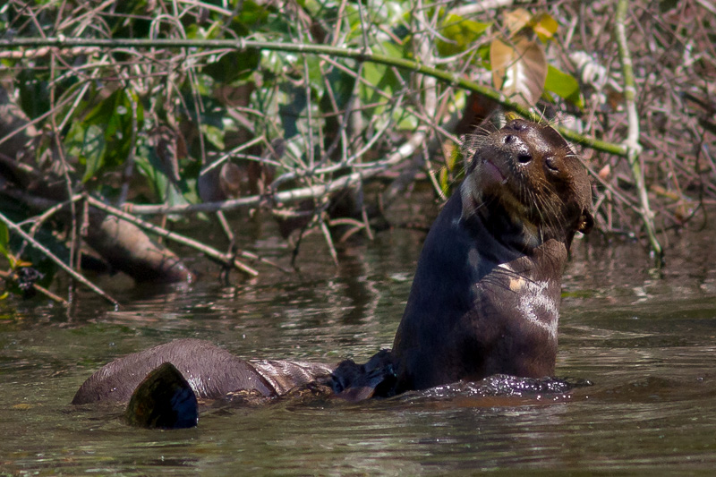 Giant Otter Scratching - Tremarctos