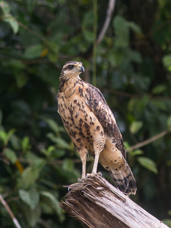 Immature Great Black Hawk - TREMARCTOS