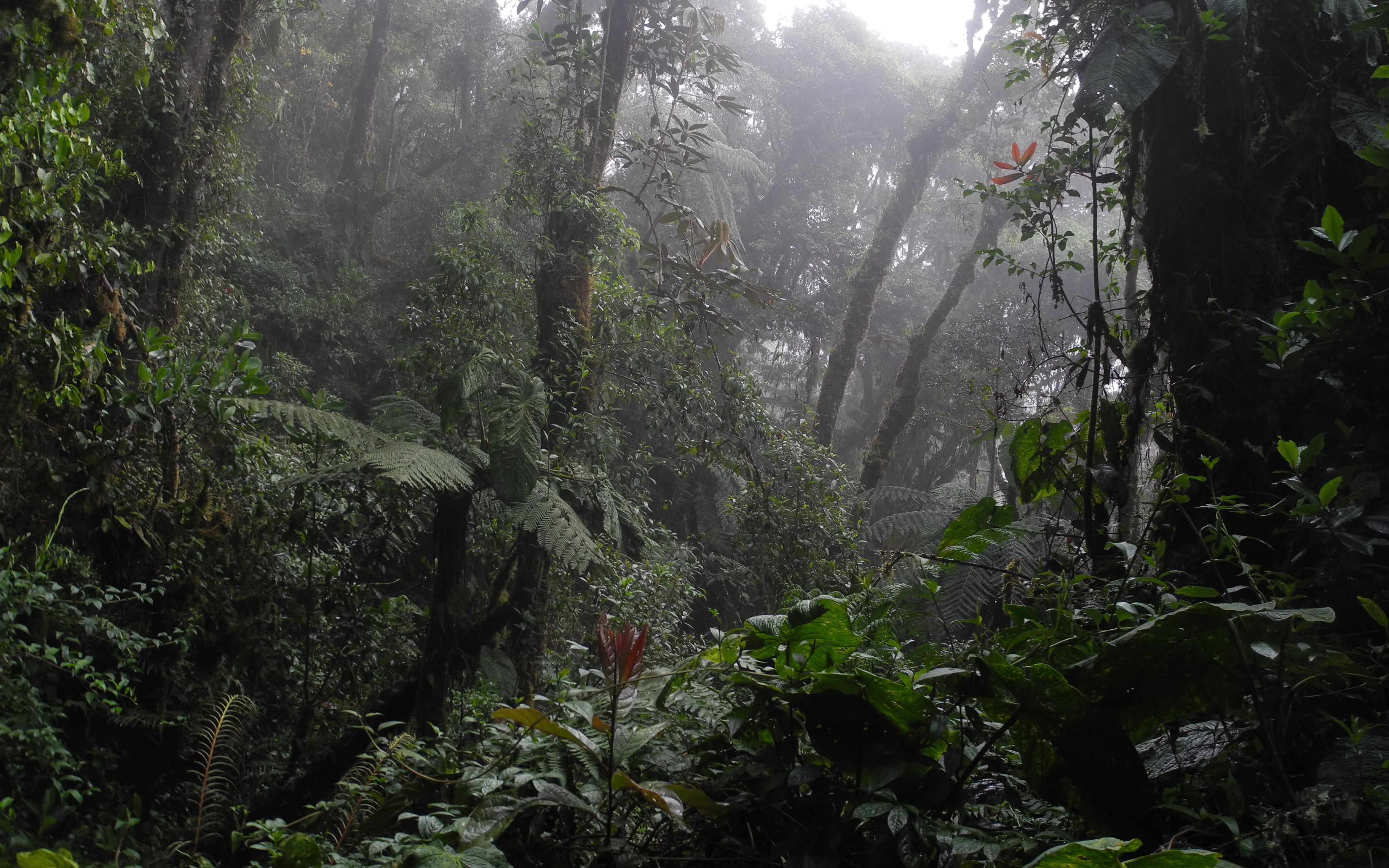 Cloud Forest - TREMARCTOS