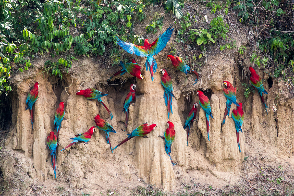 Red-and-green Macaws - TREMARCTOS