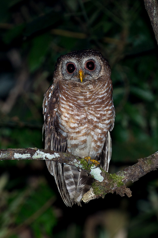 African Wood Owl - TREMARCTOS