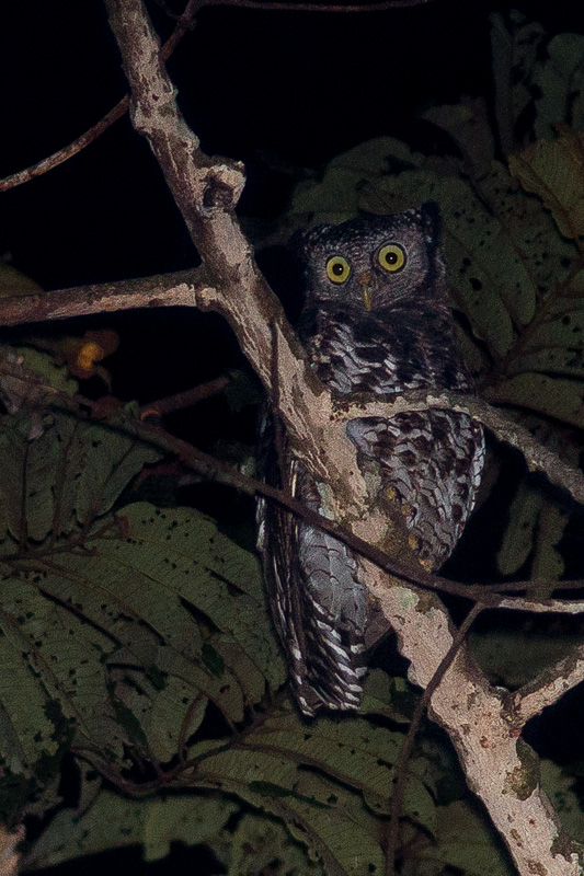 Akun Eagle-owl - TREMARCTOS