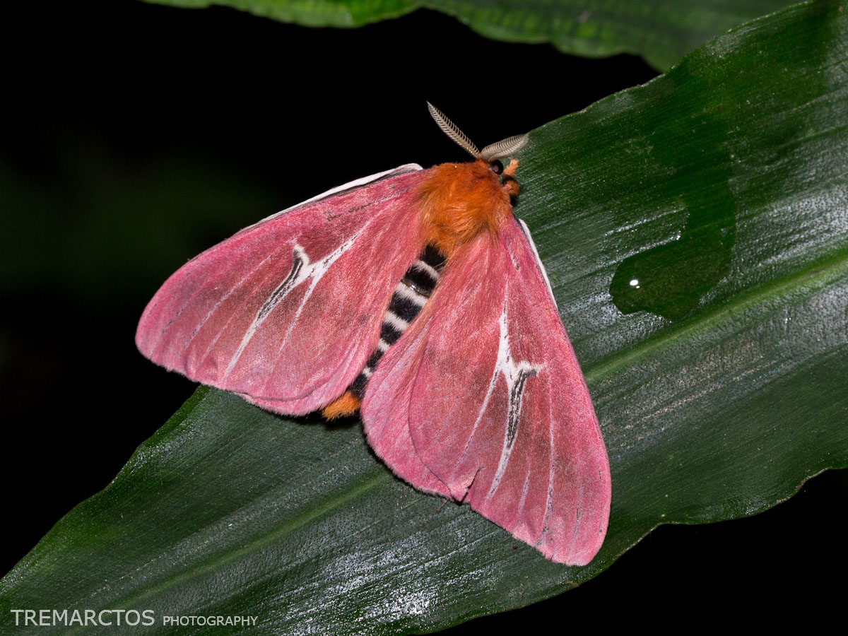 Pink Silk Moth - TREMARCTOS