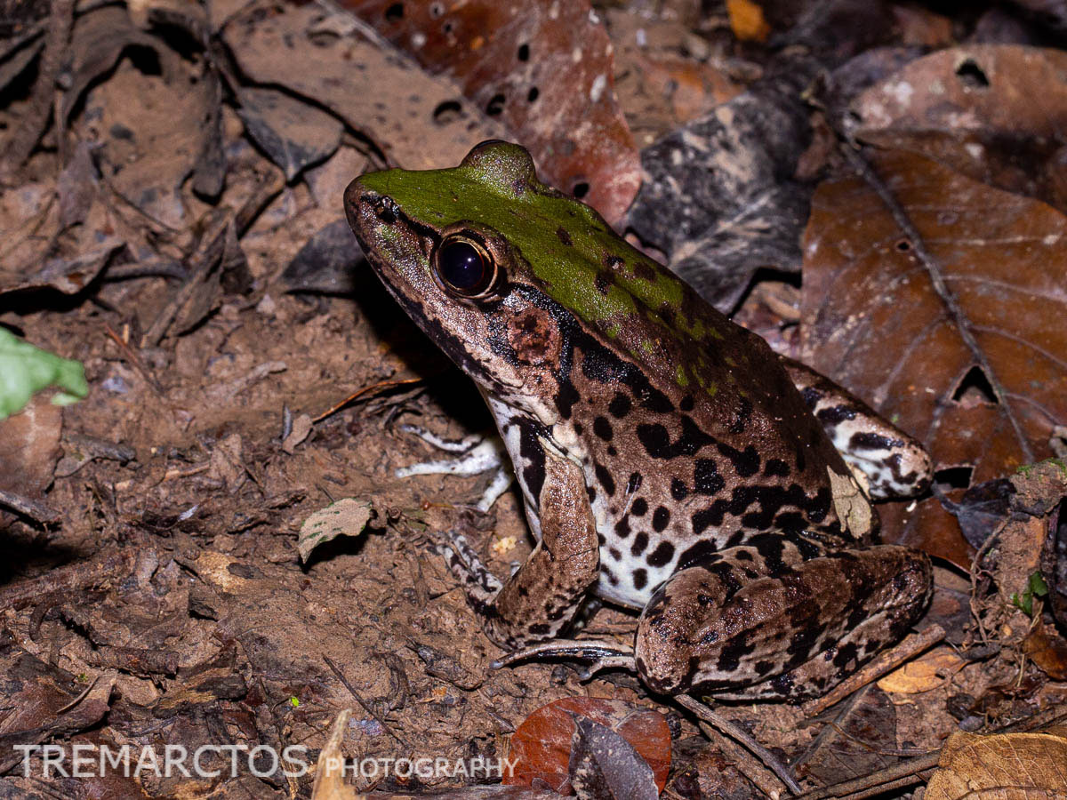 Amazon River Frog - TREMARCTOS