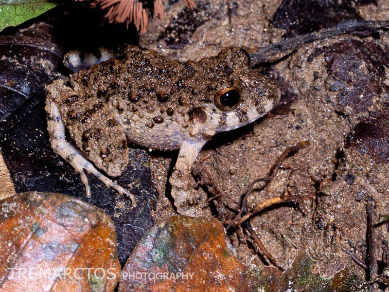 common-big-headed-frog-tremarctos