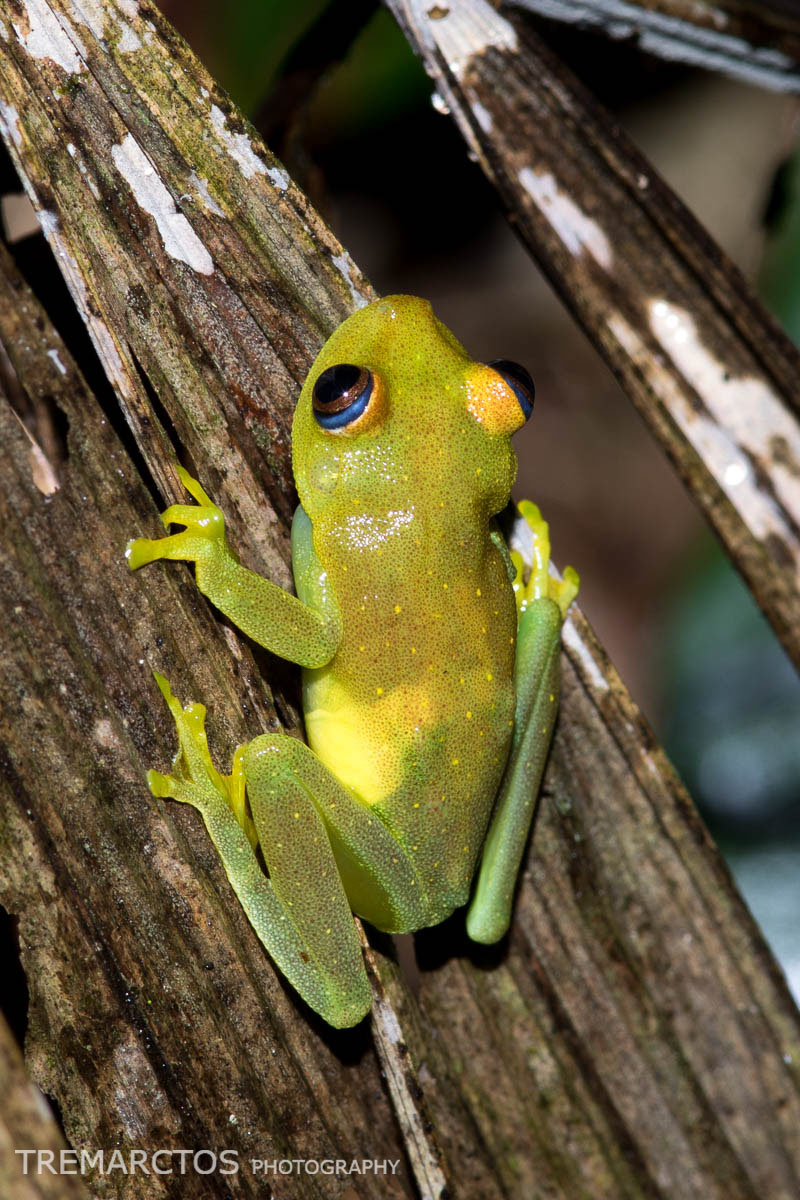 Rough-skinned Green Treefrog - TREMARCTOS