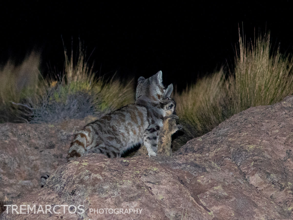 Andean Mountain Cat - TREMARCTOS