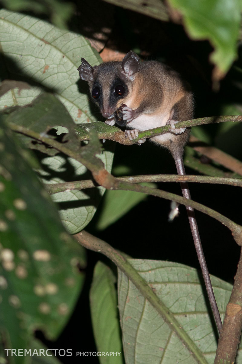 Mouse Opossum - TREMARCTOS