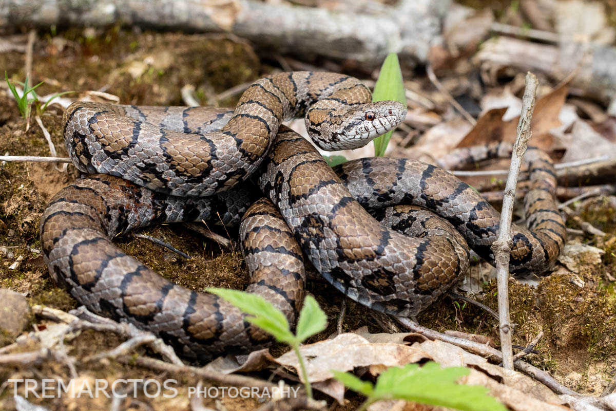 Eastern Milksnake - TREMARCTOS