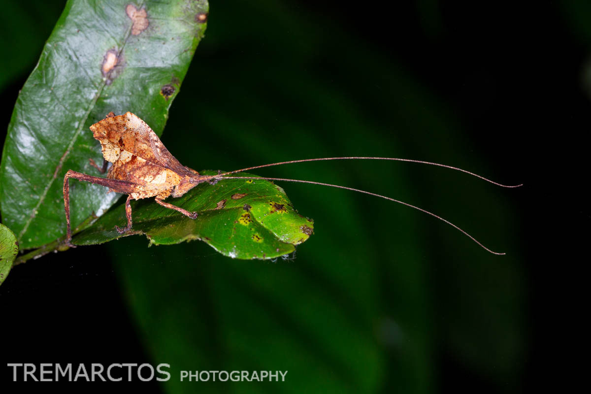 Leaf-mimic Katydid - TREMARCTOS