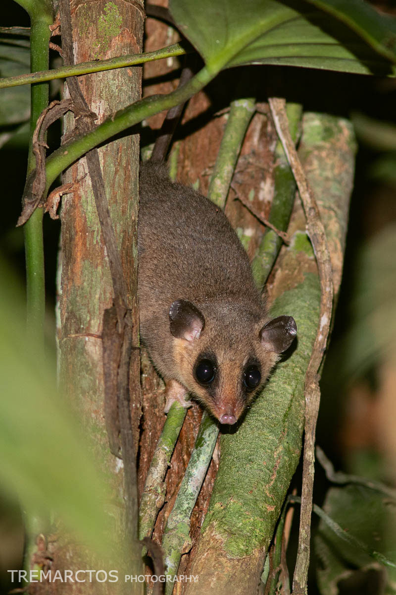 Mouse Opossum - TREMARCTOS