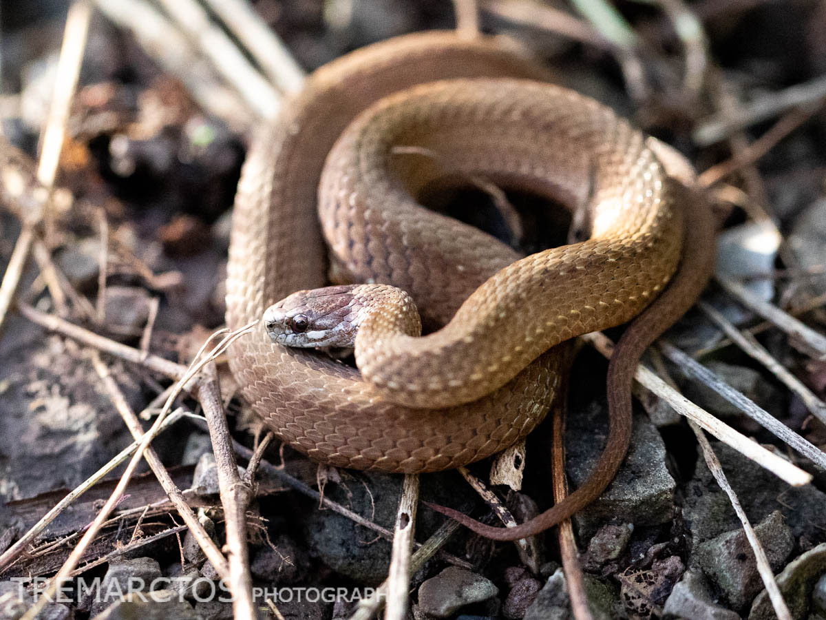 Northern Redbelly Snake - TREMARCTOS