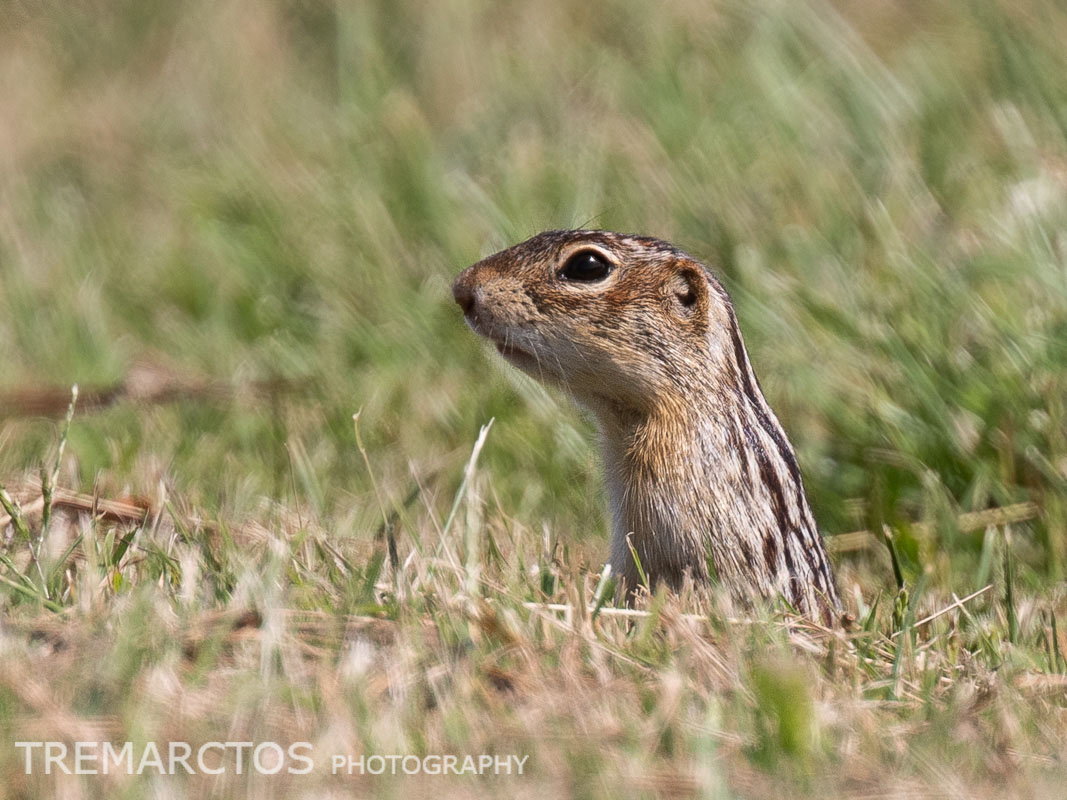 Thirteen-lined Ground Squirrel - TREMARCTOS