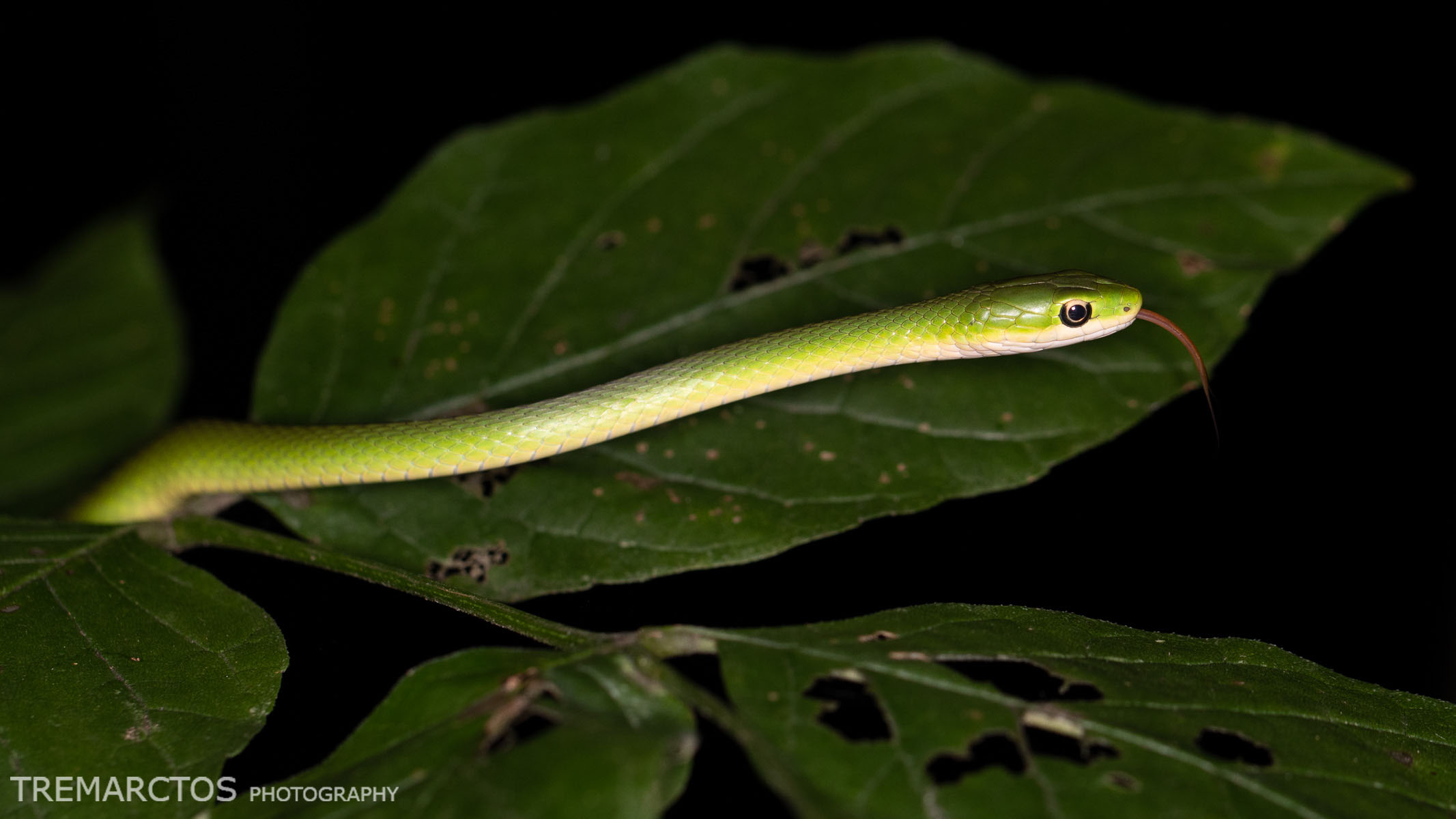 Rough Greensnake - TREMARCTOS