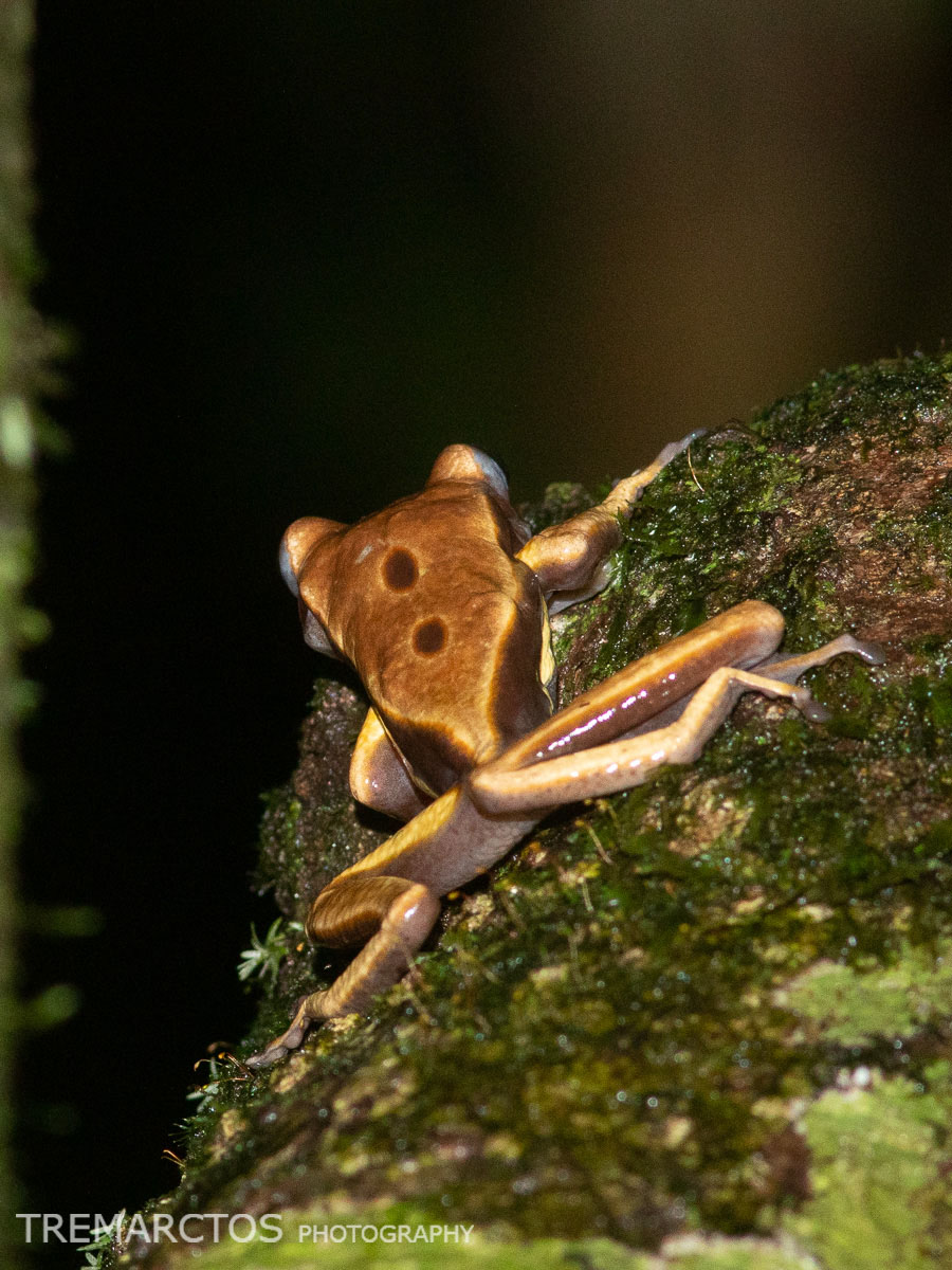 Brown-eyed Tree Frog - TREMARCTOS
